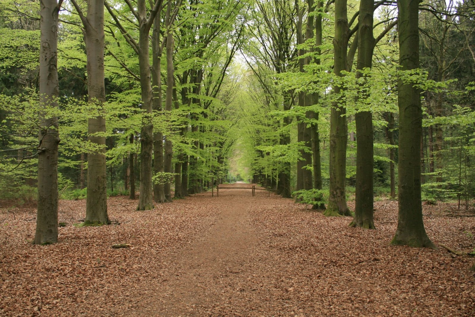 Spaarkbankbos - foto Bertil Zoer - Het Drentse Landschap - Promotie Noord