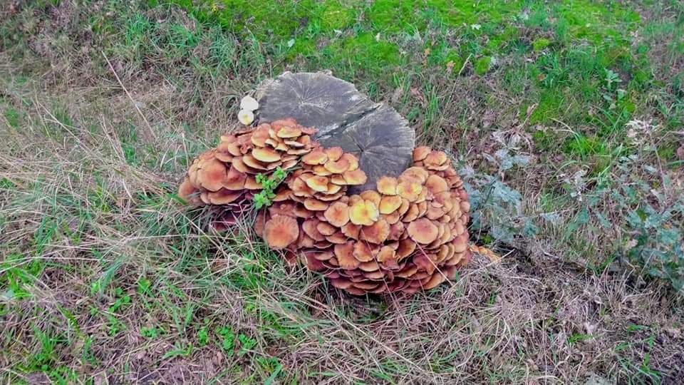 Angelien Moltmaker Deze foto is opgenomen op de grens precies in Bellingwolde naar Wymeer(DE). - Promotie Noord -