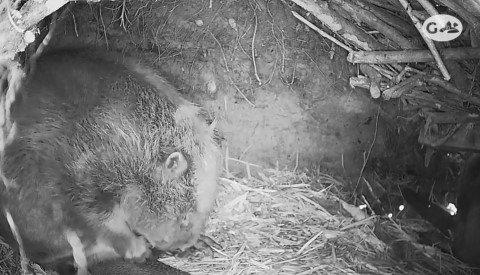 webcam beelden van beverburcht Zuidlaardermeer Promotie Noord