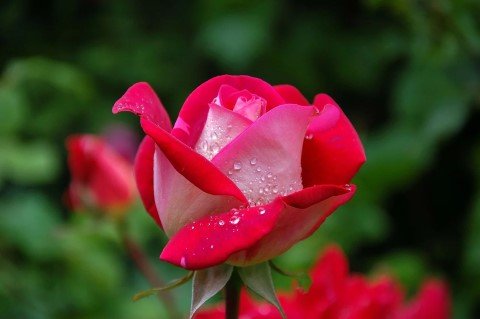 Rozensnoeidag Rosarium Winschoten