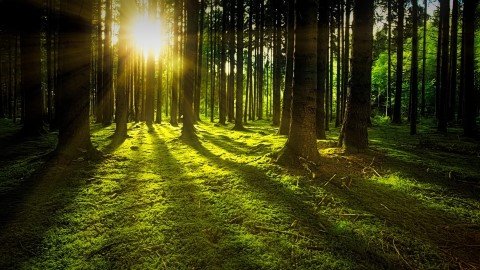 College provincie wil meer bos en groen in Groningen - Promotie Noord