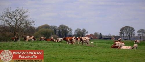 Roodbonte koeien Melkveebedrijf Warmerdam Blijham | Foto: Hilvert Huizing | www.mazzelmoaze.nl